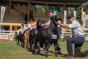 Arrancó la Expo Nacional de Santa Inés con récord de inscriptos y expectativas de nuevas exportaciones