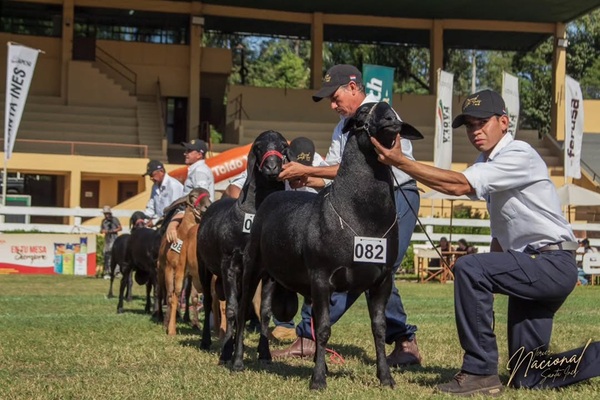 Arrancó la Expo Nacional de Santa Inés con récord de inscriptos y expectativas de nuevas exportaciones