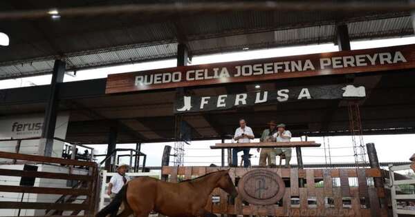 La Nación / Remate de caballos criollos logró gran participación