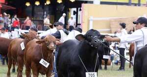 La Nación / Brangus, una de las razas más eficientes y versátiles
