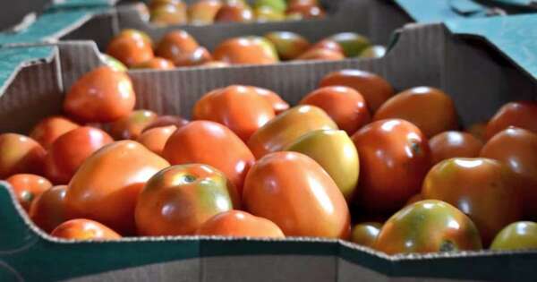 La Nación / Argentina recibirá 11 cargas de tomate local