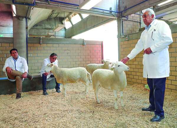 México Clona Primer Borrego: Nueva Era Biotecnológica