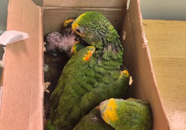 Detienen a un brasileño y rescatan a tres papagayos en Puente de la Amistad