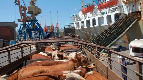 Buque con 2.901 vacas regresa a Uruguay desde Turquía tras un un mes de viaje