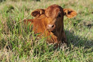 Hoja de ruta de la ARP: cambio de estatus de aftosa, campaña de brucelosis y fortalecer la vacunación contra la rabia