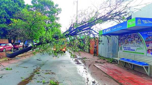 Limpieza Tras Tormenta: 40 Árboles Caídos y Eléctrica