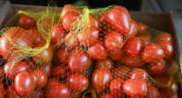 Exportación de tomate a la Argentina se aproxima a los 100.000 kilos