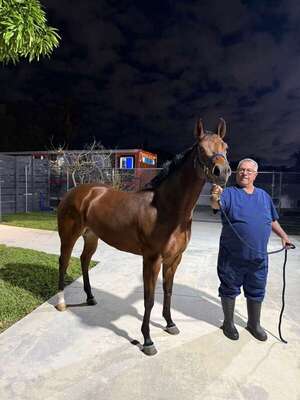 Popular / ¡Exportaron por primera vez un caballo a yankilandia!