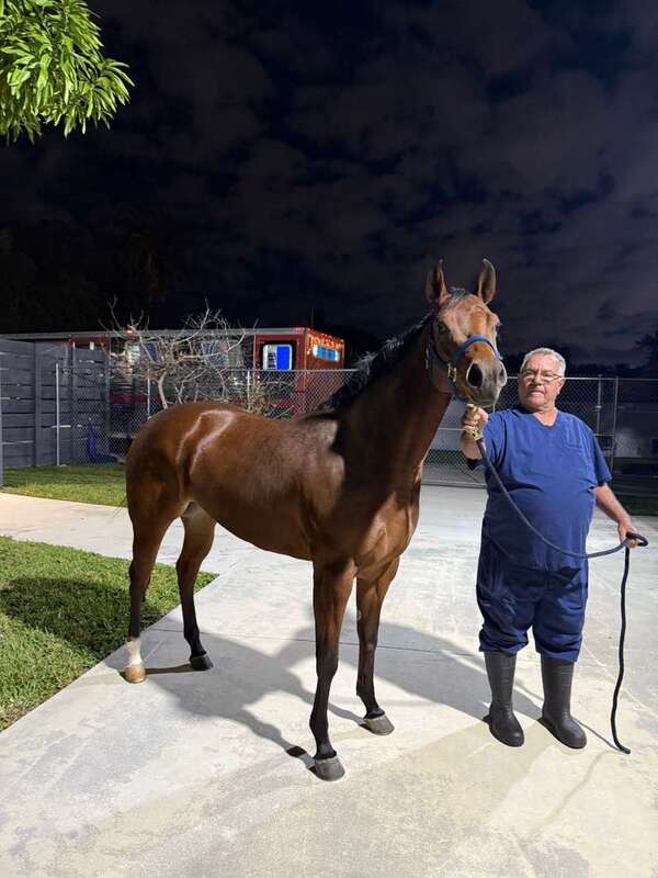 Popular / ¡Exportaron por primera vez un caballo a yankilandia!
