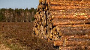 El consumo europeo de cacao, café, carne o cuero elimina 100 árboles por minuto, según WWF