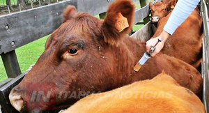 ITAPÚA CIERRA UN AÑO EXITOSO EN PREVENCIÓN SANITARIA ANIMAL