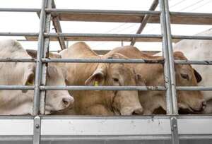 Unas 2.900 vacas varadas en Turquía regresan a Uruguay - Mundo - ABC Color