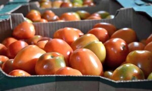 Tomate: en finca G. 8.000, en el súper hasta G. 20.000, informan – Prensa 5