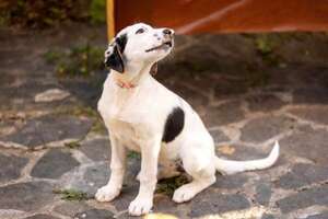 Más casos de leishmaniasis: cómo cuidar a las mascotas - Mascotas - ABC Color