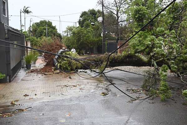 Cómo evitar que tus árboles caigan con una tormenta: guía paso a paso - Nacionales - ABC Color