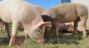 PROYECCIONES POSITIVAS PARA EL MERCADO PORCINO EN ITAPÚA