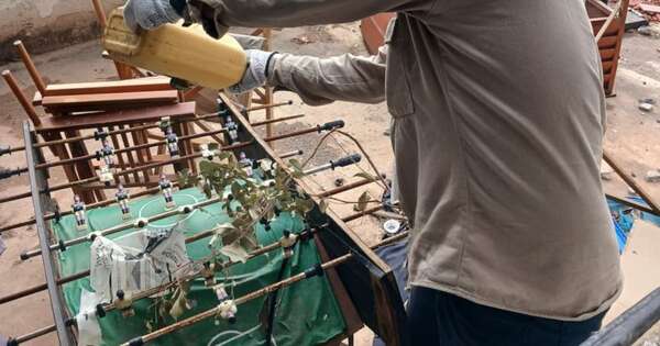 Diario HOY | Implementan control de criaderos de mosquitos antes de la final de la Sudamericana