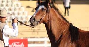 La Nación / Paraguay exportó por primera vez un equino en pie a EE. UU.
