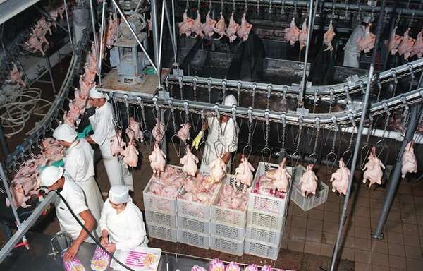 Empresas empiezan a posicionar el pollo paraguayo en el mercado internacional - ABC Rural - ABC Color