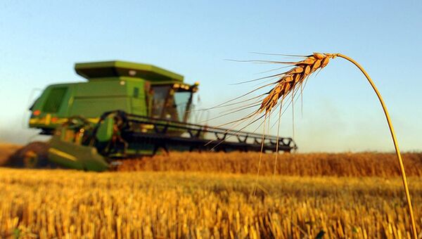 Producción de trigo en Paraguay cierra una campaña positiva y proyecta rendimientos récord