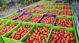 Cultivarán 16.034.000 plantas de tomate y 7.112.452 de locote en la zafra 25/26