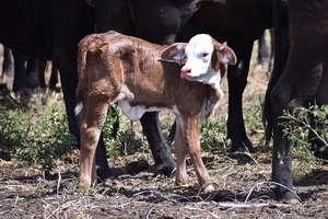 Paraguay adopta biotecnología para producir terneros del sexo deseado con más del 90 % de precisión