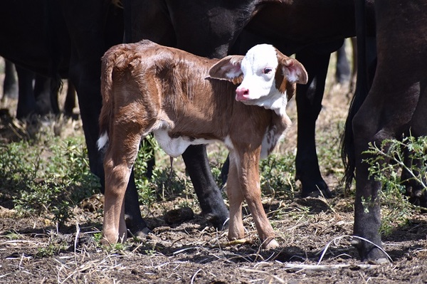 Paraguay adopta biotecnología para producir terneros del sexo deseado con más del 90 % de precisión