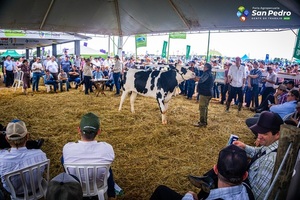 Remate de lecheras de El Rodeo en San Pedro marcó fuerte demanda y ratifica la necesidad de ampliar el hato