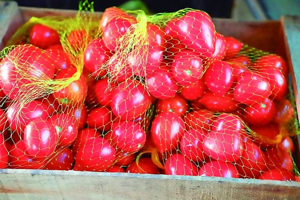 MAG Espera Superar Récord de Exportación de Tomate