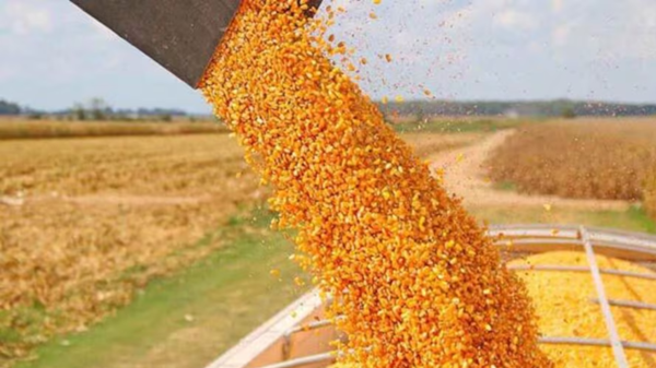 Paraguay triplicó las exportaciones de maíz en cinco meses