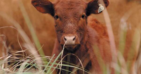 Eficiencia genética: ganaderos podrán producir terneros del sexo deseado