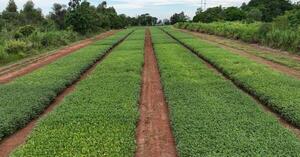 Senave actualiza procedimientos para registrar cultivares protegidos y comerciales