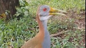 “Rapunzel”, el ypaka´a que es fiel amigo de un hombre que lo rescató