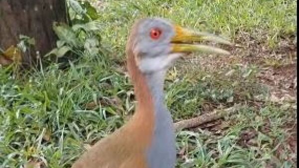 “Rapunzel”, el ypaka´a que es fiel amigo de un hombre que lo rescató