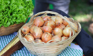 Informes confirman aumento en el rendimiento de papa y cebolla en Coronel Oviedo - OviedoPress