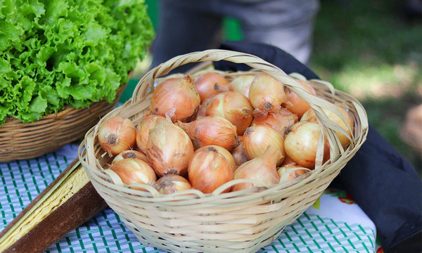 Informes confirman aumento en el rendimiento de papa y cebolla en Coronel Oviedo - OviedoPress
