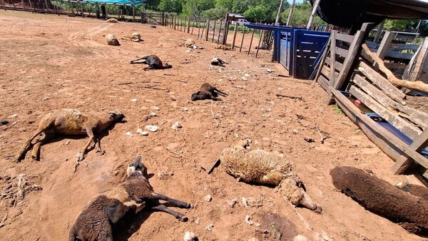 Brutal ataque de perros deja 29 ovejas muertas en un establecimiento de Misiones
