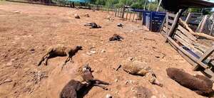 Popular / Sospechan que perros mataron a más de 30 ovejas