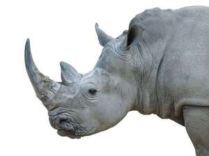 Nace un rinoceronte blanco y trae alegría al programa de especies protegidas en España - Ciencia - ABC Color