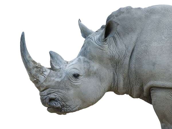 Nace un rinoceronte blanco y trae alegría al programa de especies protegidas en España - Ciencia - ABC Color