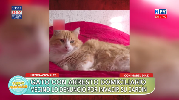 ¡Insólito! Gato con arresto domiciliario en Francia