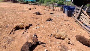 Brutal ataque de perros deja muertas 29 ovejas de raza en una estancia de Misiones