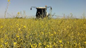 Expansión de la carinata: área cultivada podría duplicarse y superar las 15.000 hectáreas