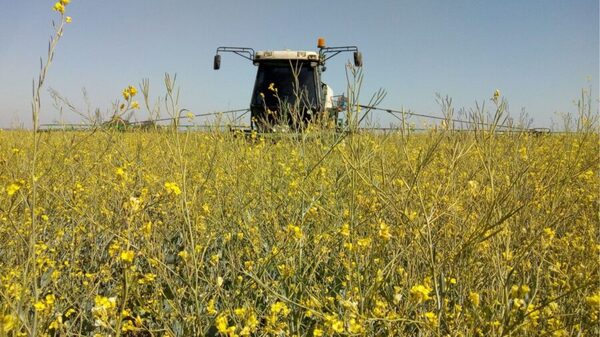 Expansión de la carinata: área cultivada podría duplicarse y superar las 15.000 hectáreas