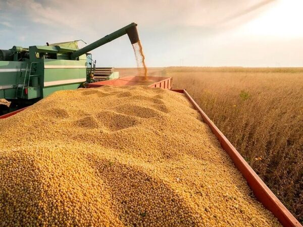 Exportaciones de soja hasta octubre generan menos divisas que en 2024 debido a la caída de precios