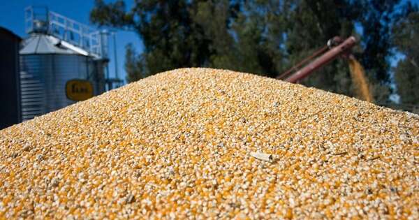 La Nación / Se triplicó envío de maíz en cinco meses