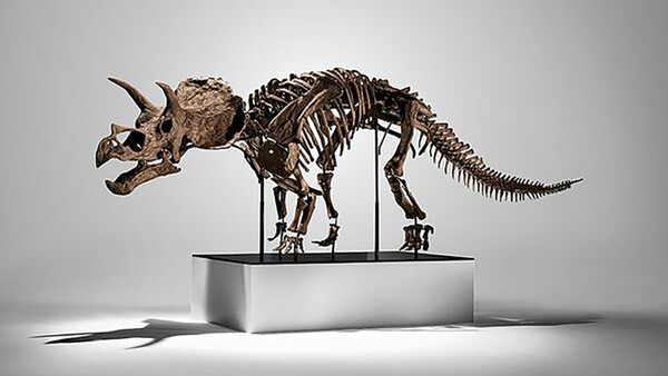 Un esqueleto de tricerátops se vende por 5,3 millones en una subasta en Nueva York