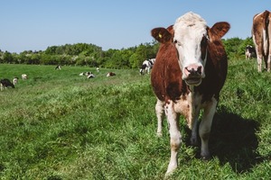 Introducen semen sexado con más del 90 % de efectividad para mejorar producción bovina