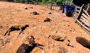 Brutal ataque de perros deja 29 ovejas muertas en una estancia de Misiones - Canal-E
