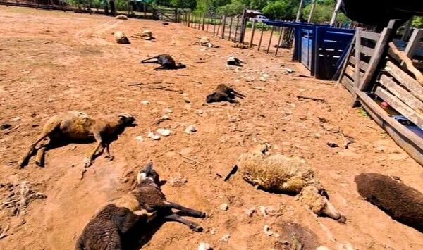 Brutal ataque de perros deja 29 ovejas muertas en una estancia de Misiones - Canal-E
